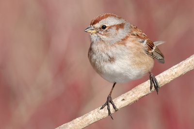 american tree sparrow 26