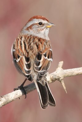 american tree sparrow 27