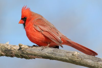 cardinal 184