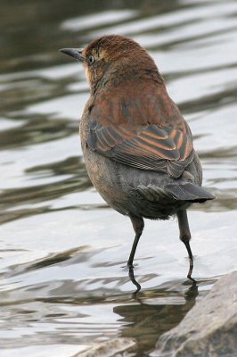 rustyblackbird3.JPG