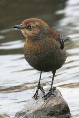 rustyblackbird4.JPG
