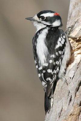 downy woodpecker 127