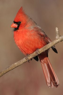 cardinal 186