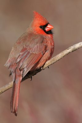 cardinal 187