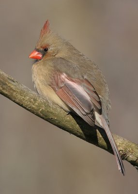 cardinal 188