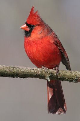 cardinal 189