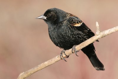 red winged blackbird 80