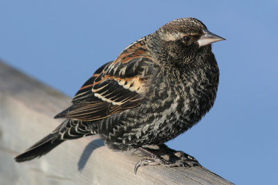 red winged blackbird 81