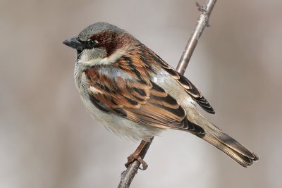 House Sparrow-male