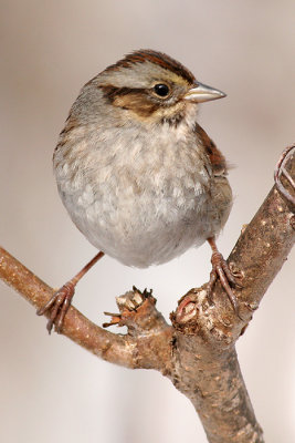 swamp sparrow 1