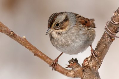 Swamp Sparrows