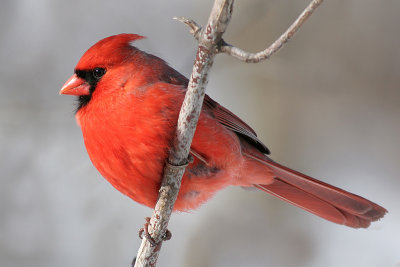 cardinal 190