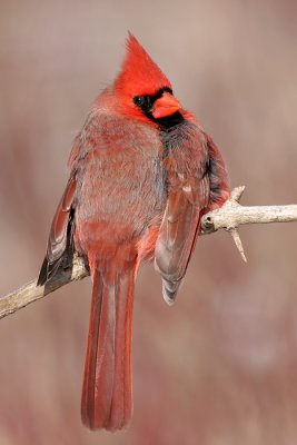 cardinal 191