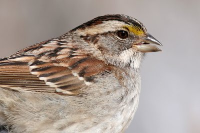 white-throated sparrow 25