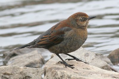 Rusty blackbird