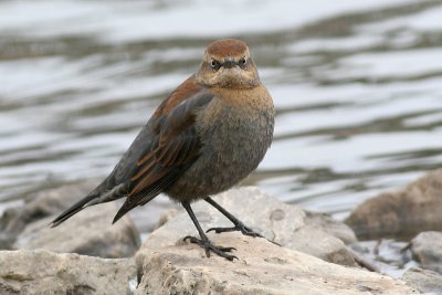 rustyblackbird7.JPG