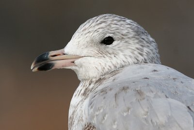 gull 76