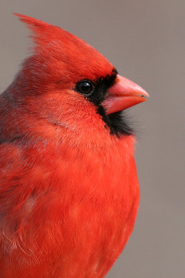 cardinal 194