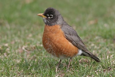 robin 37