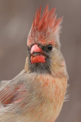 cardinal 195