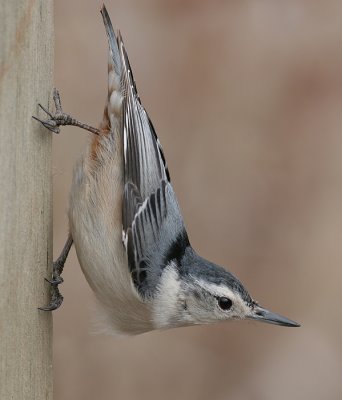 white-breasted nuthatch 107