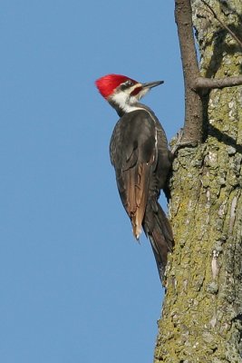 pileated woodpecker 3