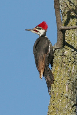 Pileated Woodpecker