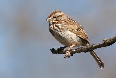 song sparrow 41
