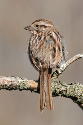song sparrow 43