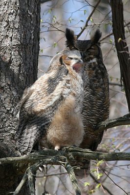 great horned owl and juvenile owl 1