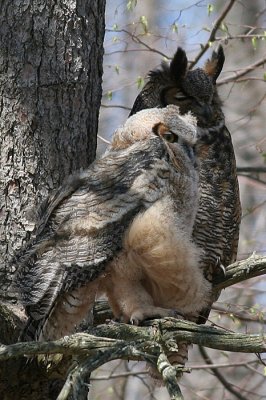 great horned owl and juvenile owl 2