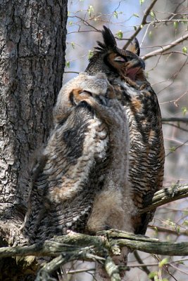 great horned owl and juvenile owl 4