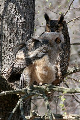 great horned owl and juvenile owl 6