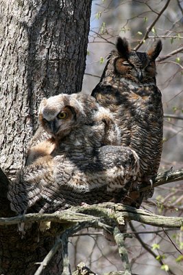great horned owl and juvenile 7