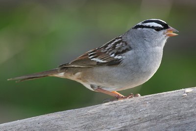 white-crowned sparrow 5