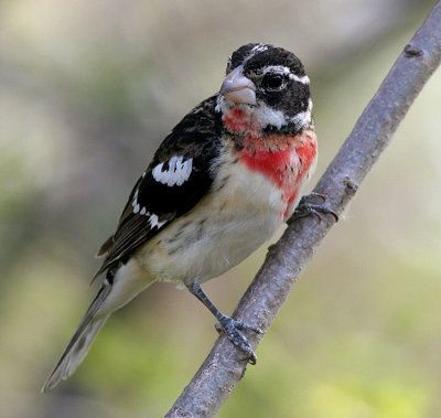 rose breasted grosbeak 11