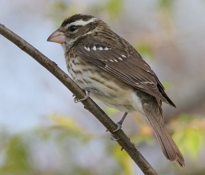 rose breasted grosbeak 13