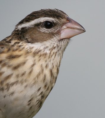 rose breasted grosbeak 13