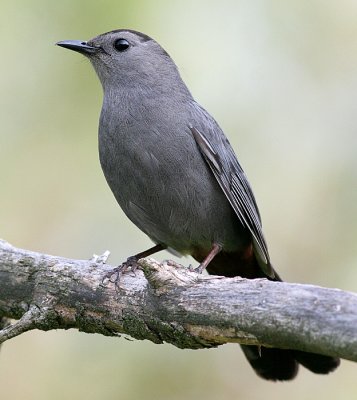 catbird 13