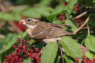 rose breasted grosbeak 15