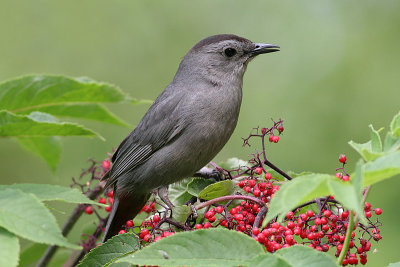 catbird 18