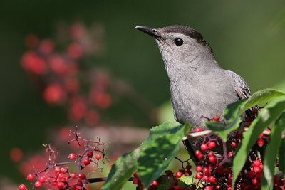 catbird 19