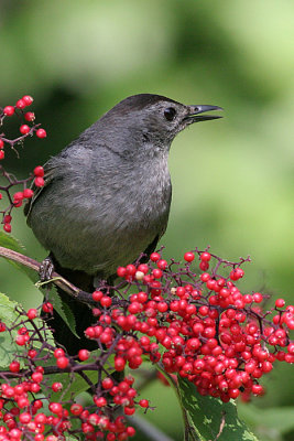 catbird 20
