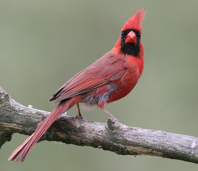 cardinal 198