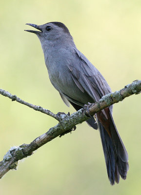 catbird 22