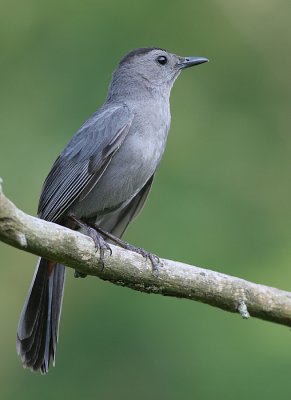 Catbird