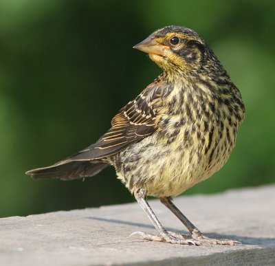 juvenile redwing blackbird 9