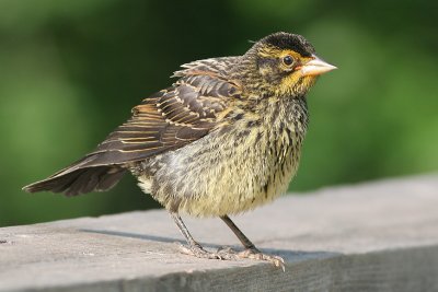 juvenile redwing blackbird 10