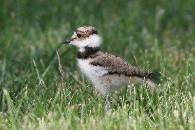 killdeer chick 2