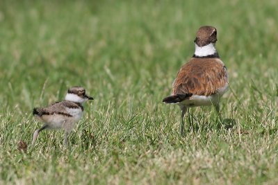 killdeer chick 3